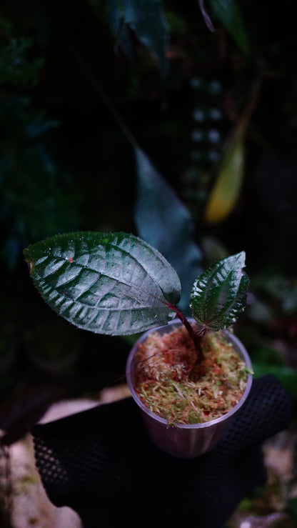 Phyllagathis rotundifolia