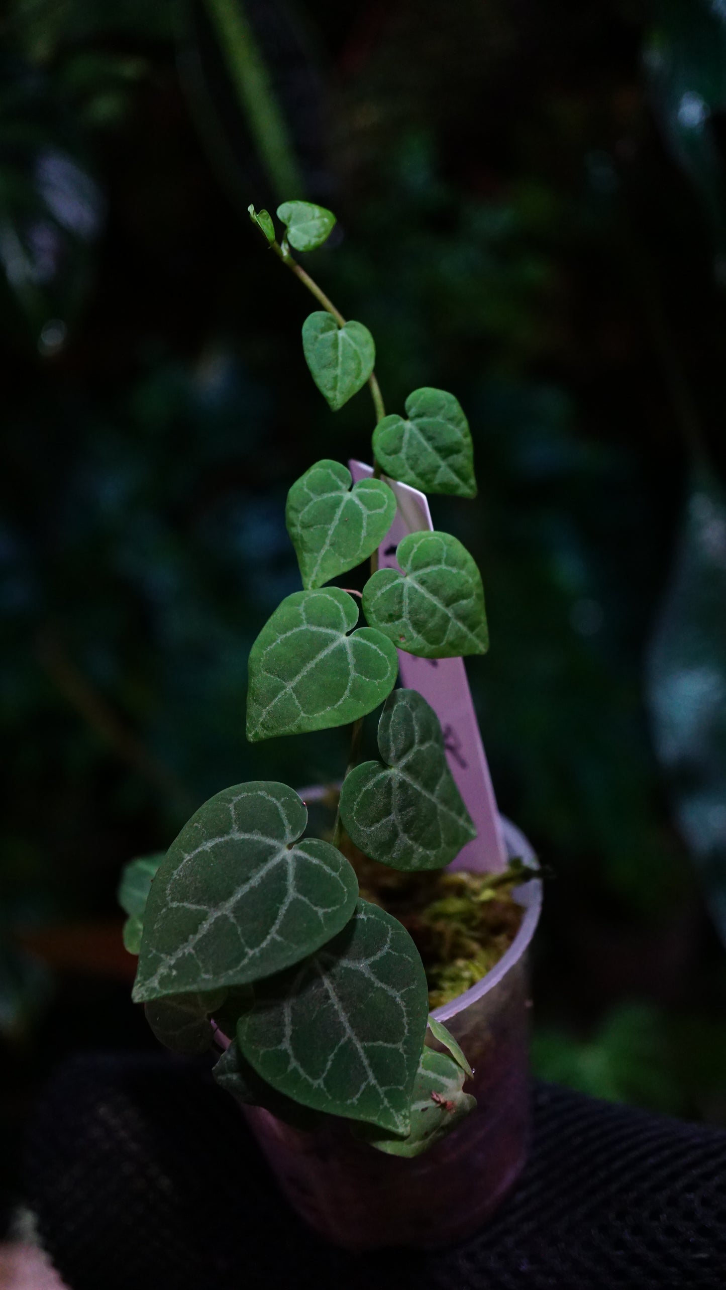 Ficus sp