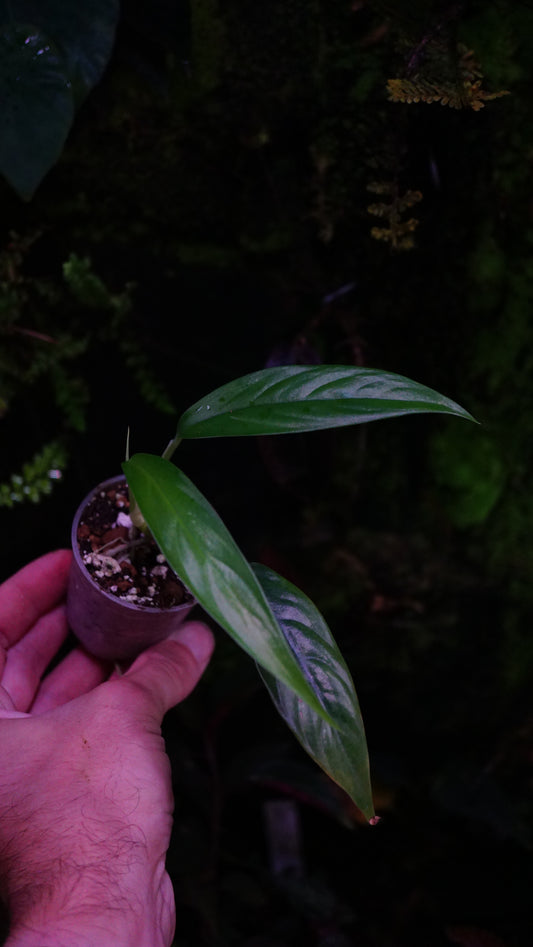 Raphydophora megasperma