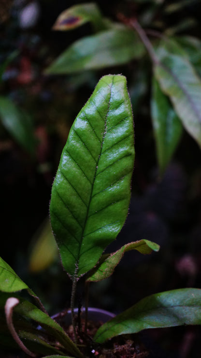 Pyrosia ( selliguea ? )