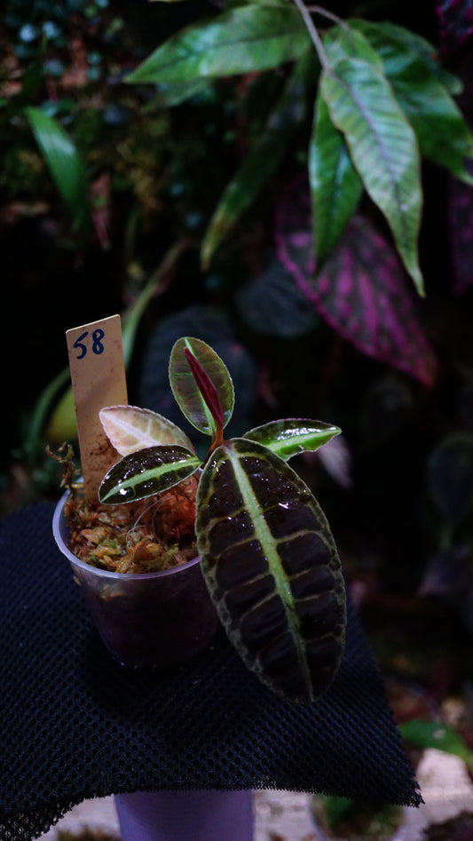 Emblemantha (Labisia) N4