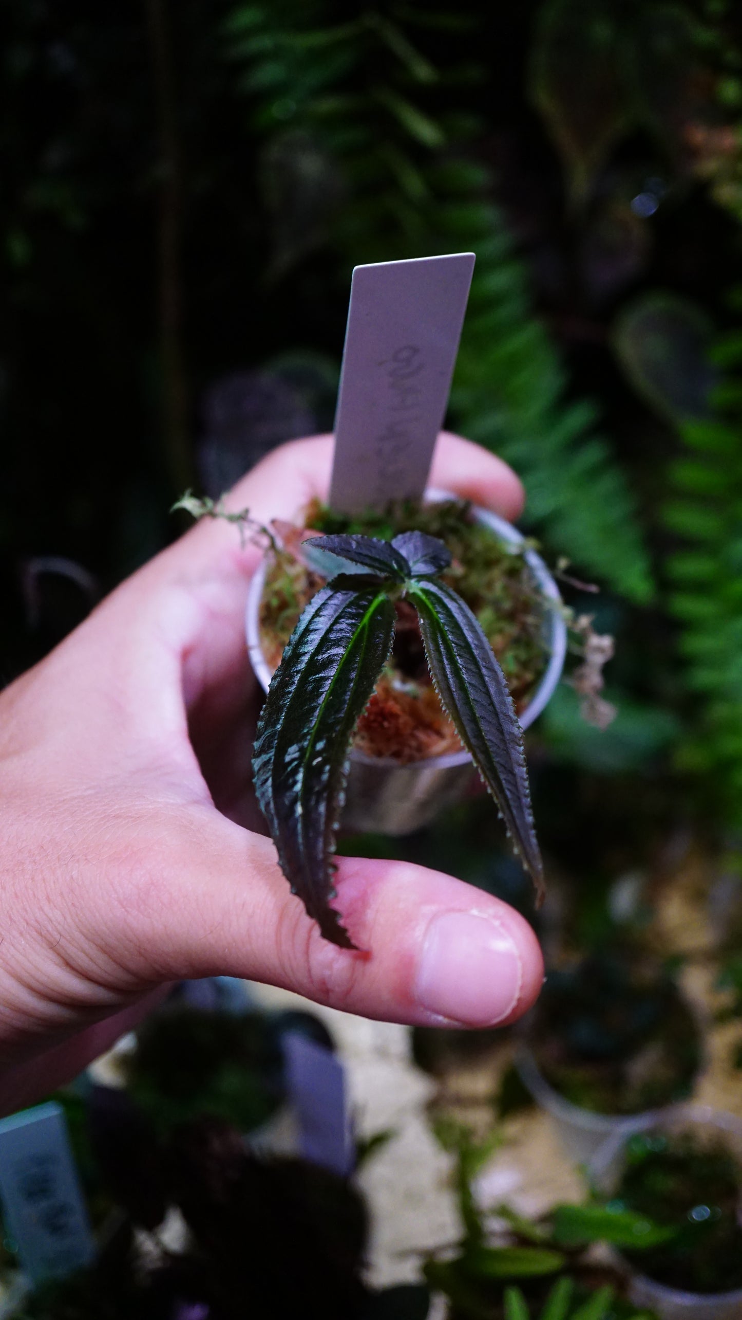 Triolena sp