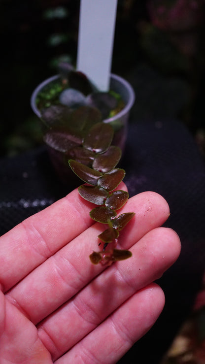 Marcgravia sp 1