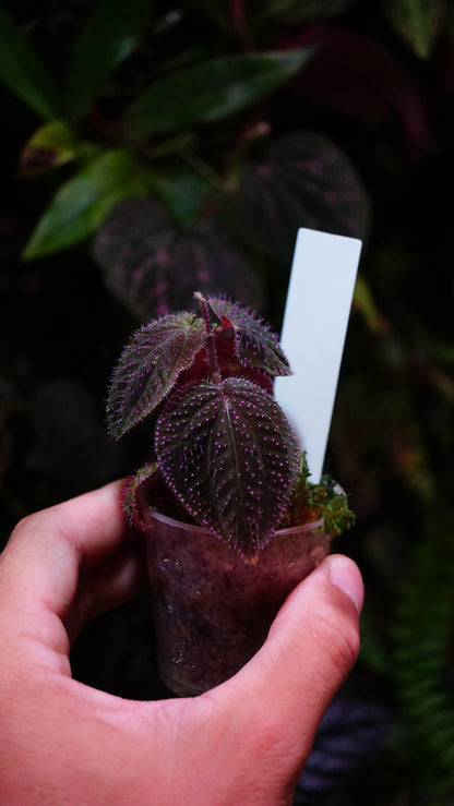 Sarcopyramis sp pink