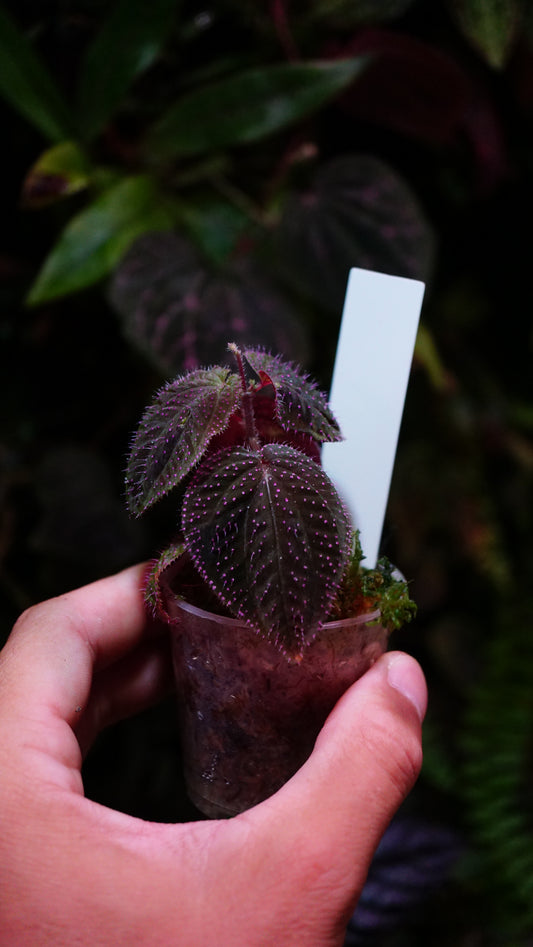 Sarcopyramis sp pink