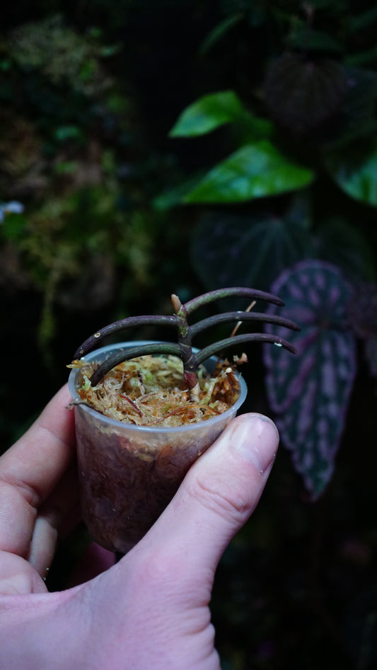 Cleisostoma arietinum