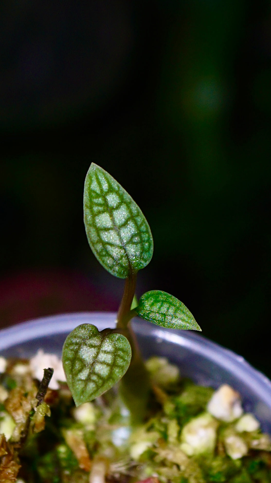 Cheirostylis montana
