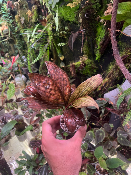 Pinanga veitchii