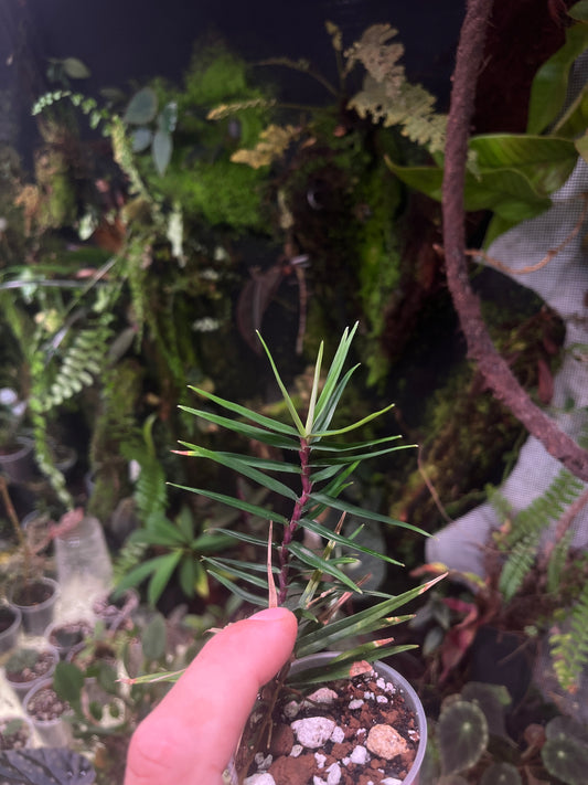 Freycenetia