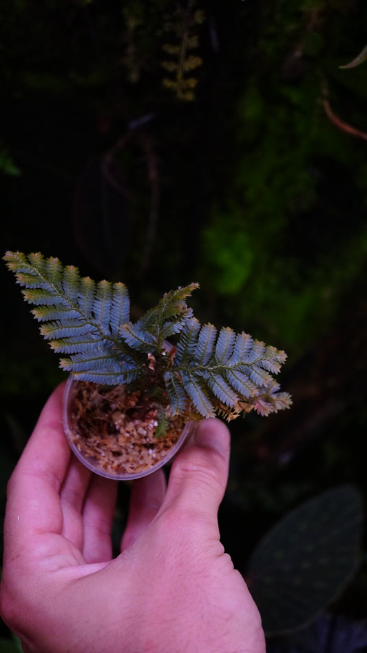 Selaginella blue Borneo