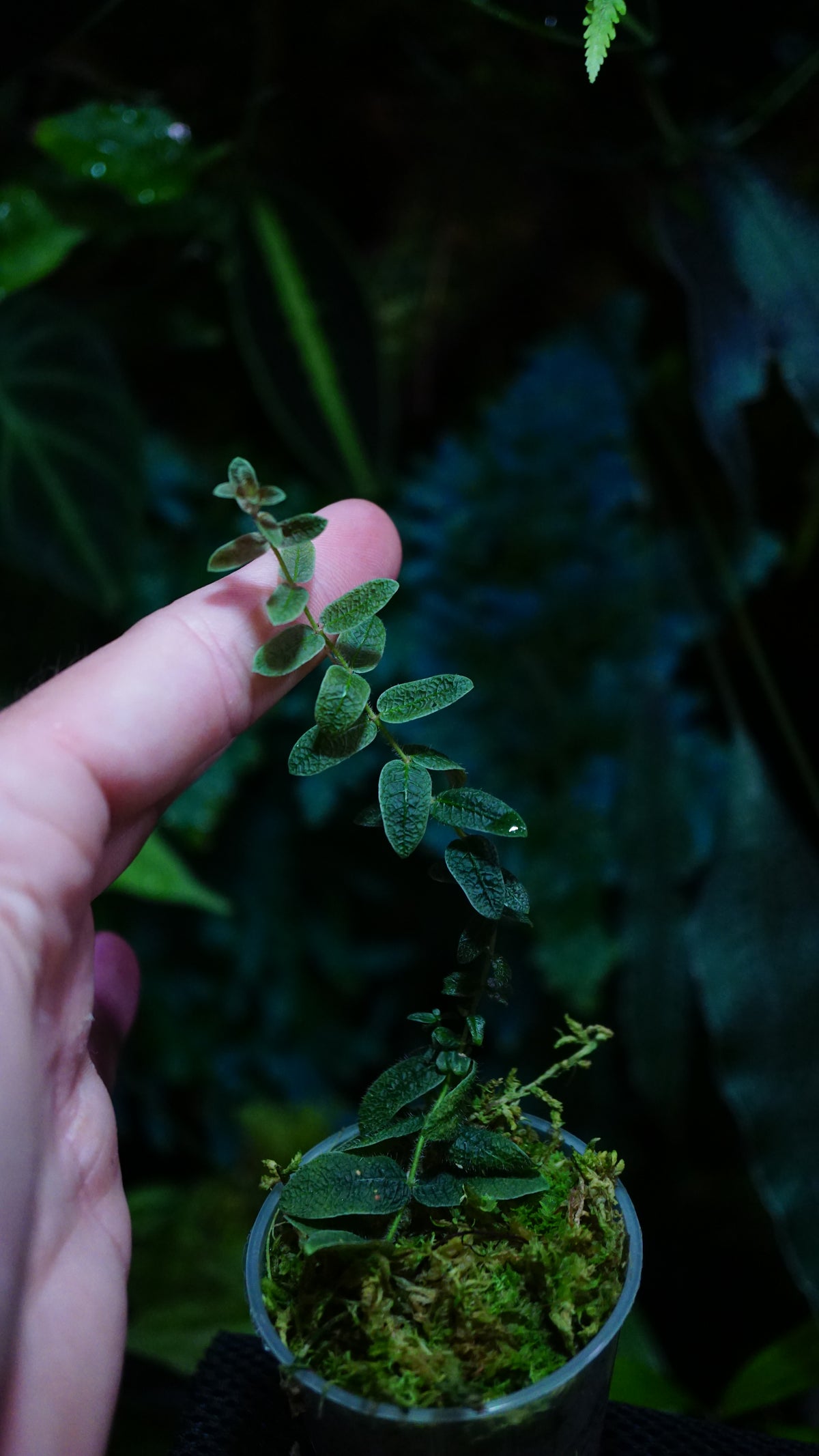 Micrechites Serpilifolia