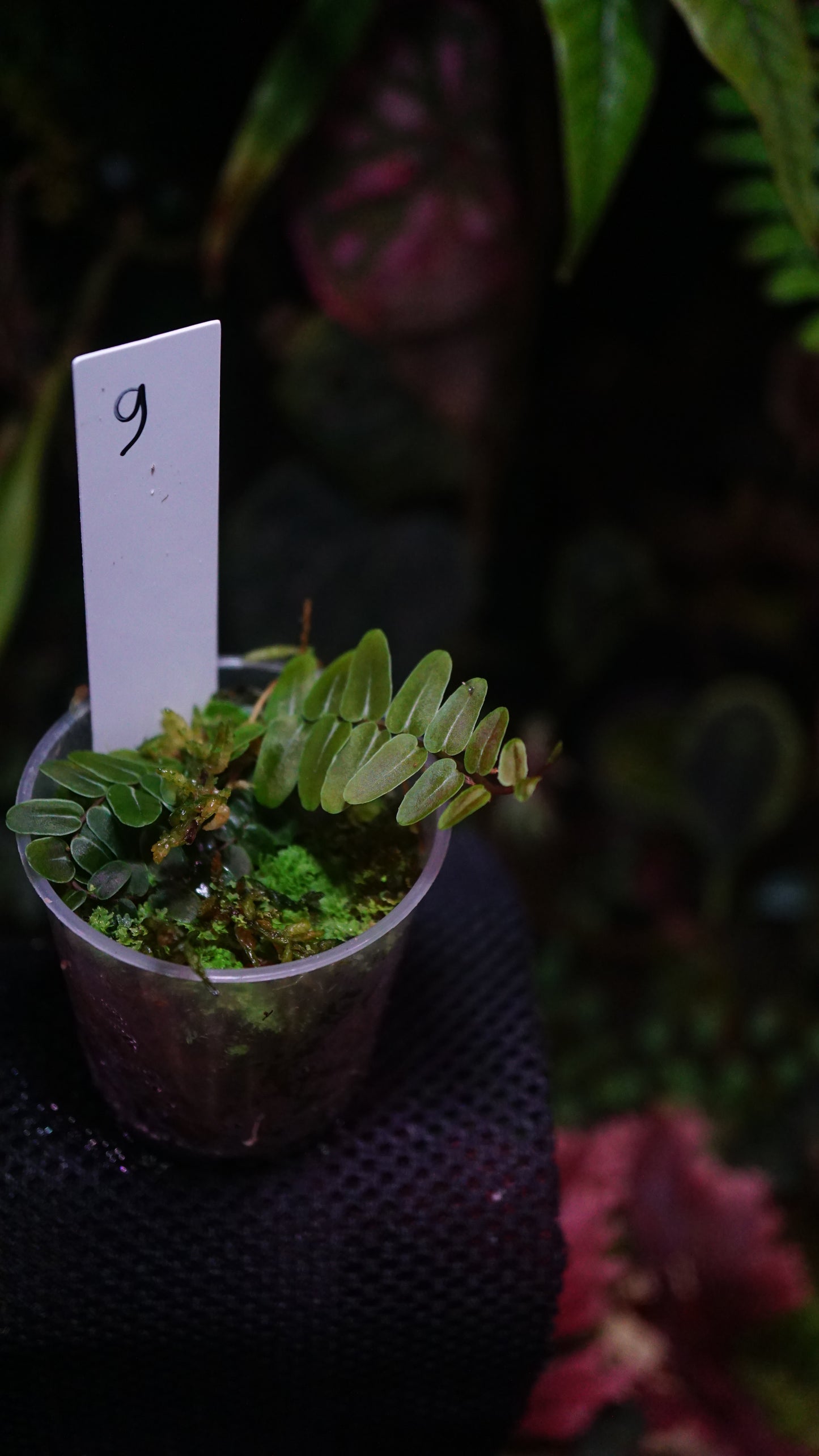 Marcgravia sp 9