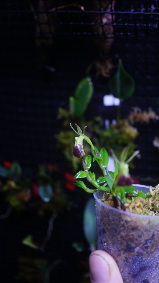 Epidendrum porpax