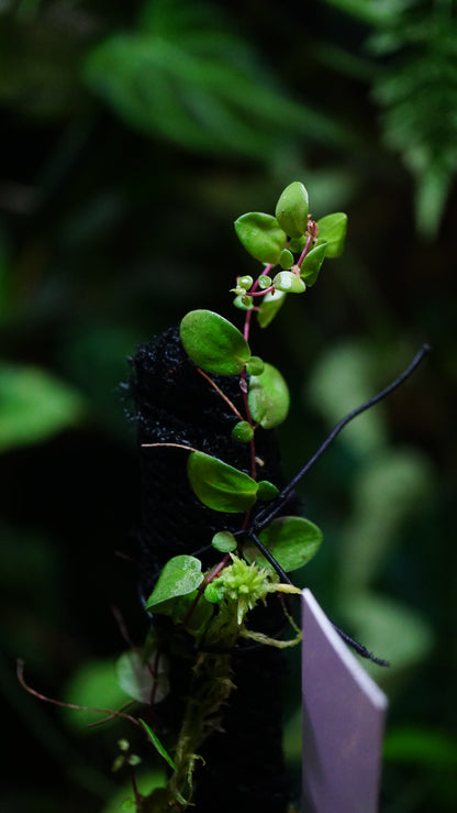 Micrechites sp