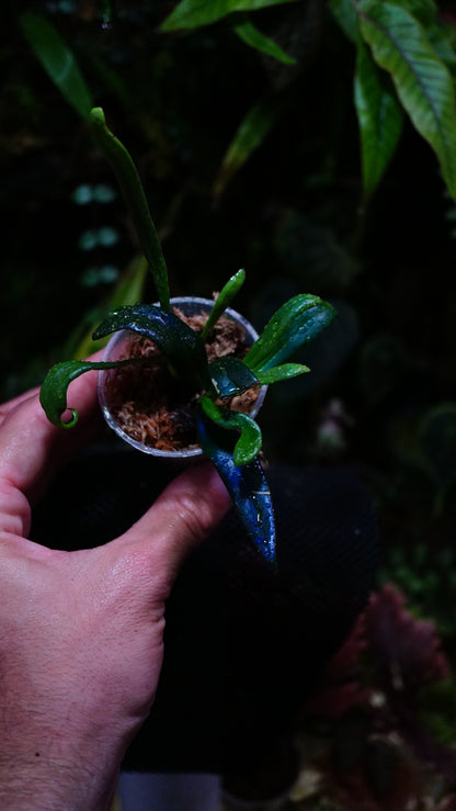Microsorum steerei