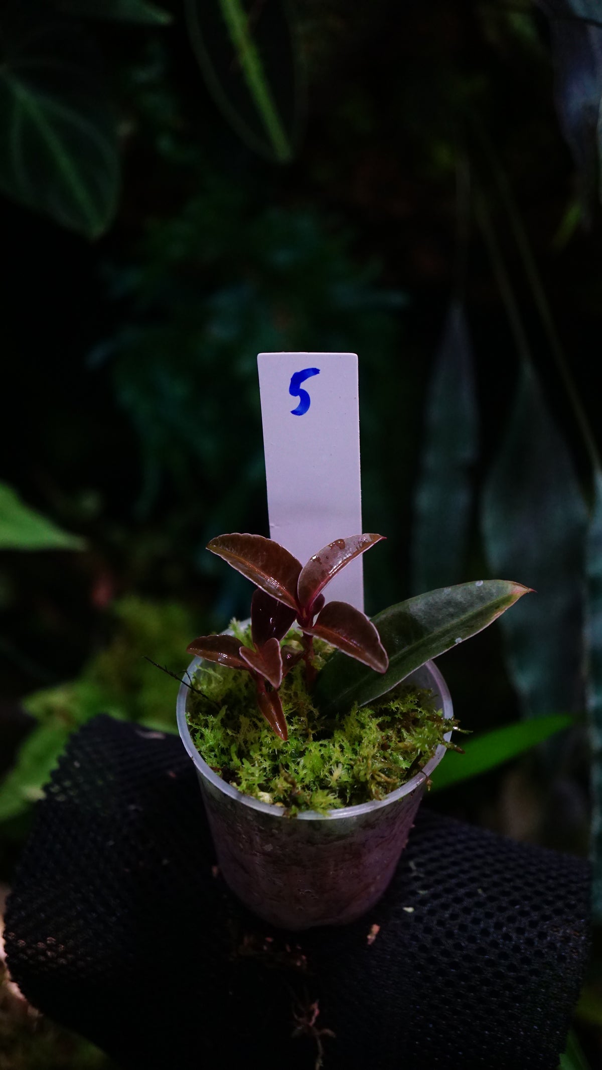Emblemantha ( labisia ) N 5