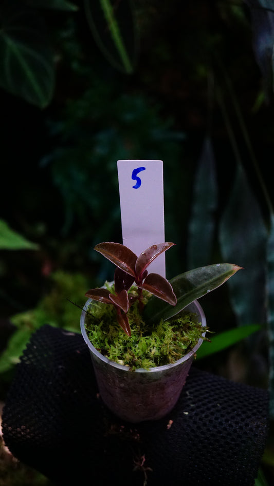 Emblemantha ( labisia ) N 5