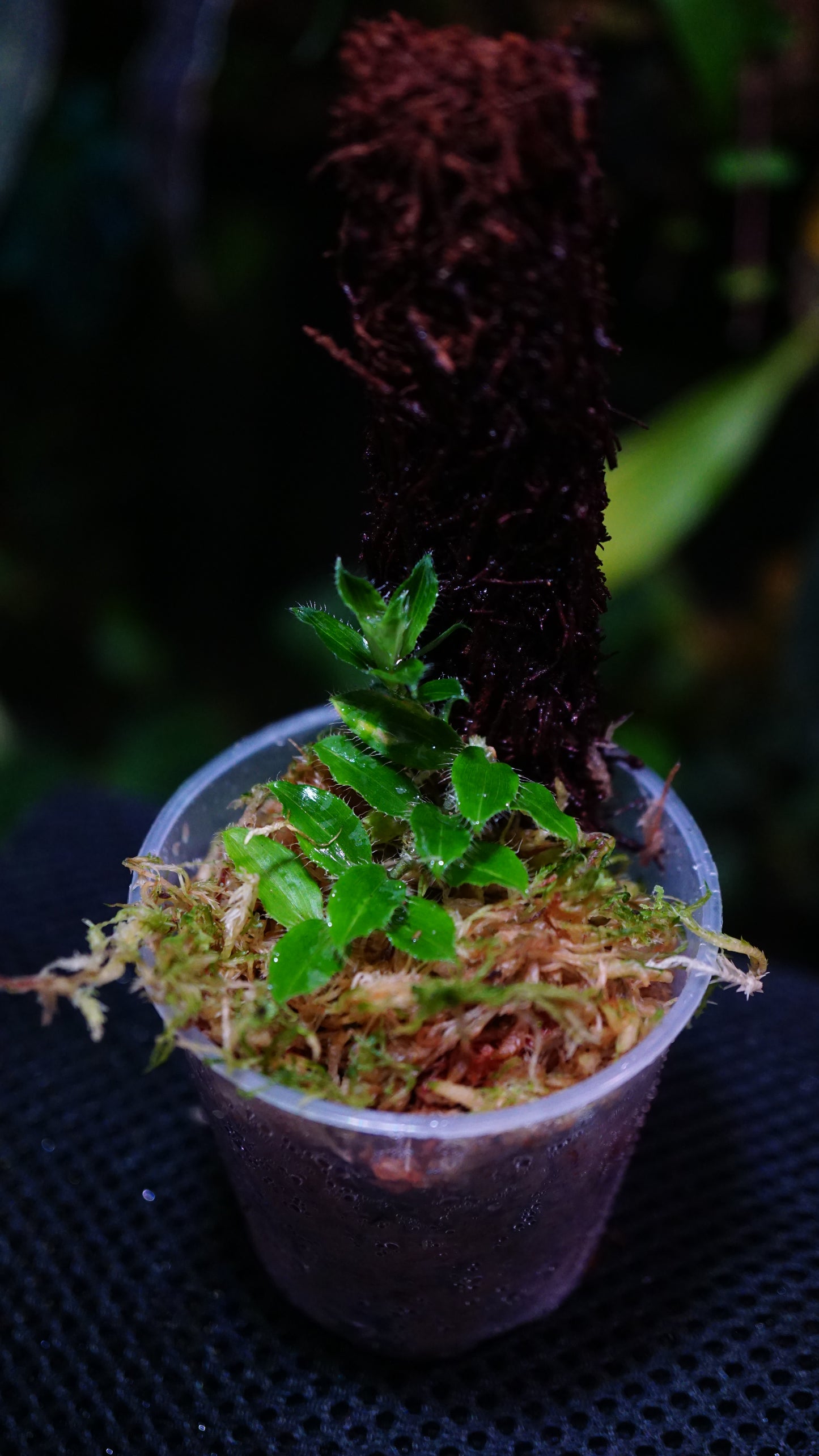 Freycenetia elangulata