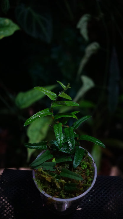Ficus sp