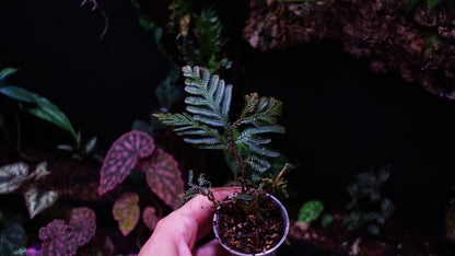 Selaginella blue Borneo