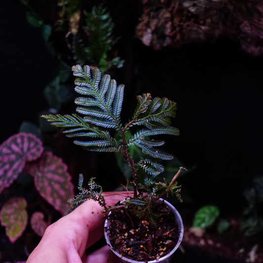 Selaginella blue Borneo