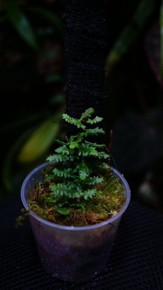 Teratophyllum sp