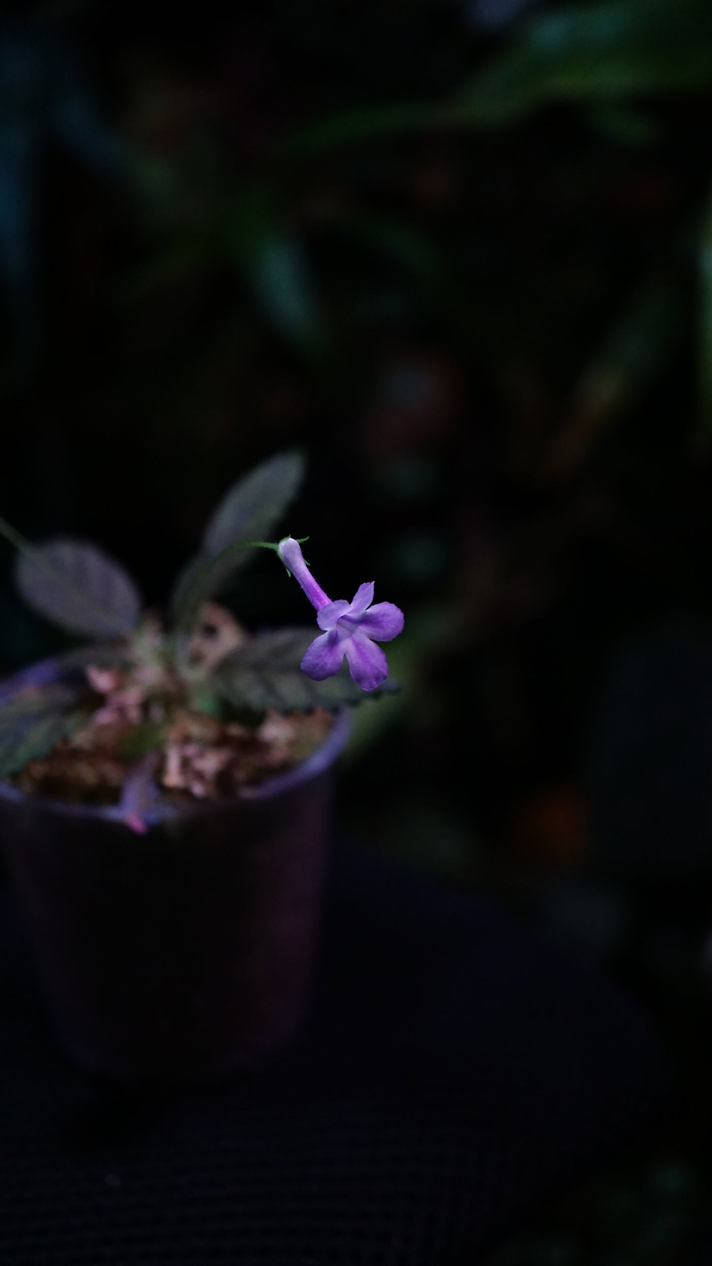 Sinningia muscicola