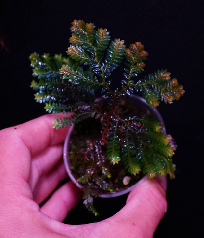 Selaginella hologram