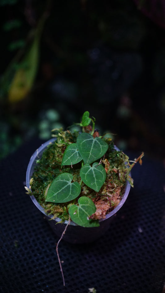 Ficus sp