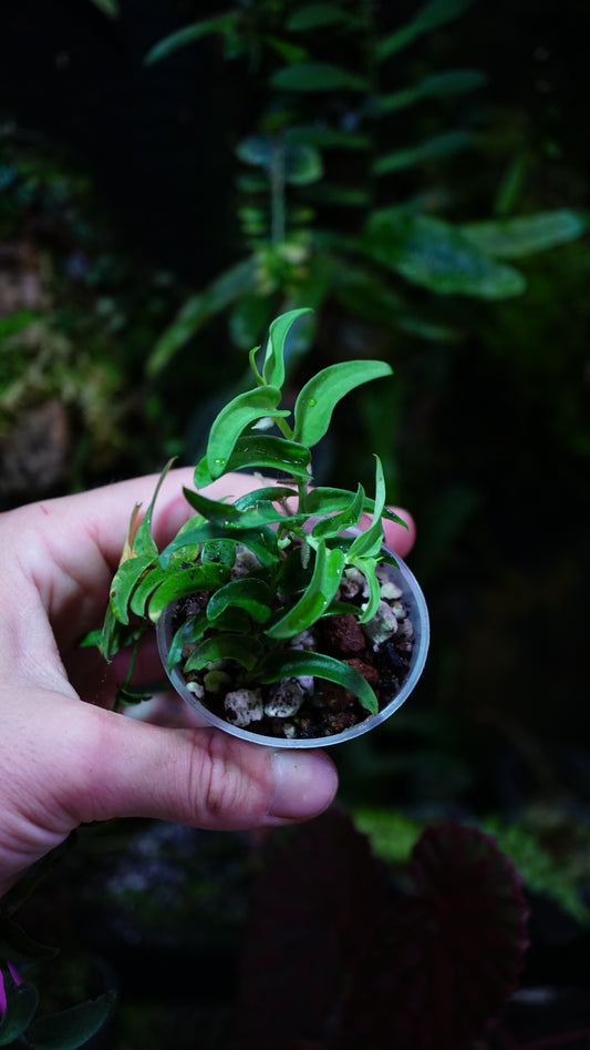 Raphydophora tenuis