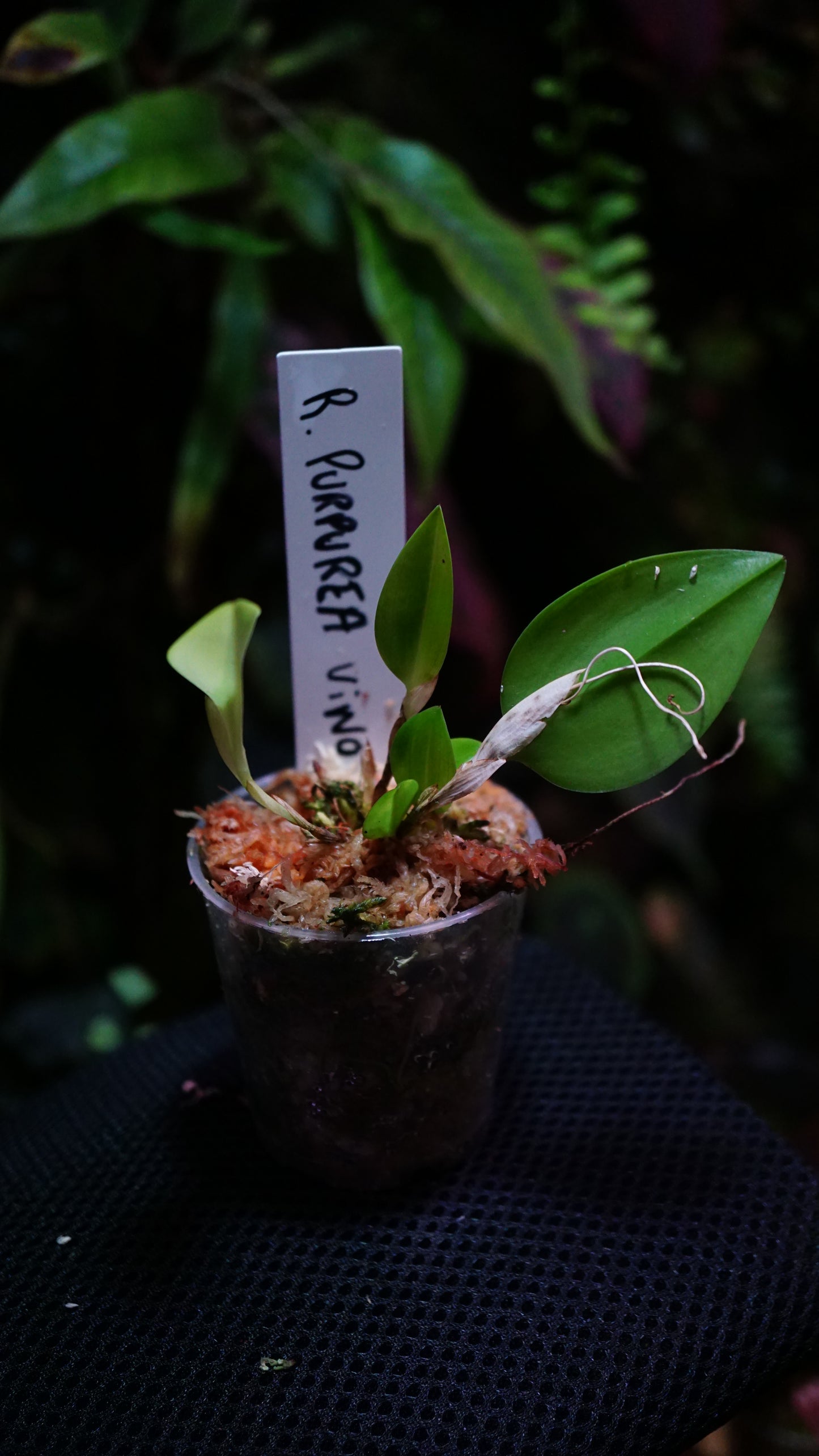 Restrepia purpurea vino
