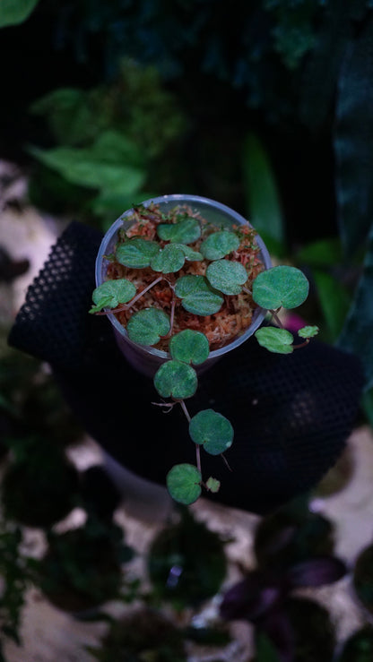 Begonia lichenora