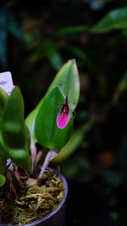 Restrepia purpurea vino