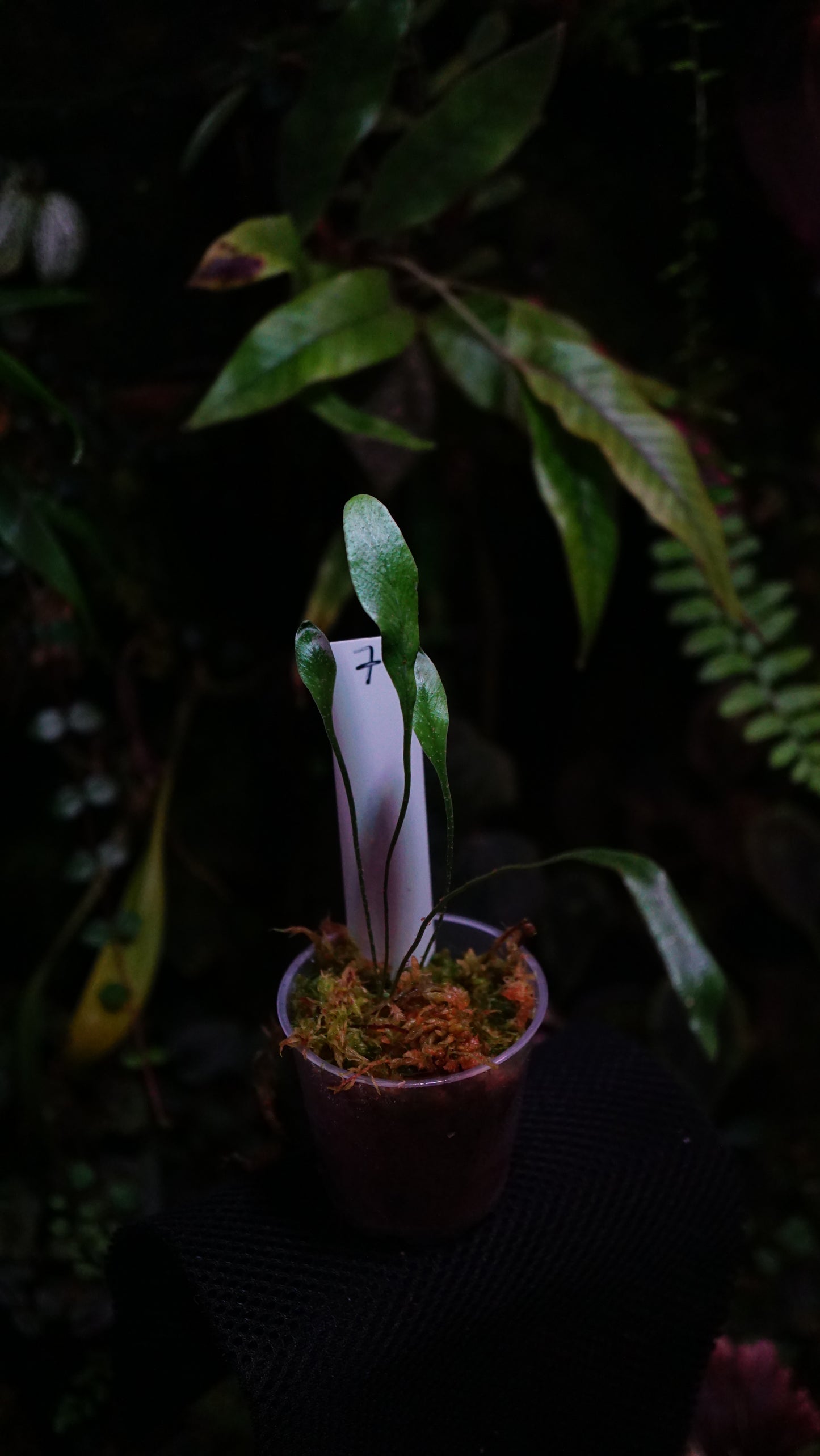Fougère sp 7