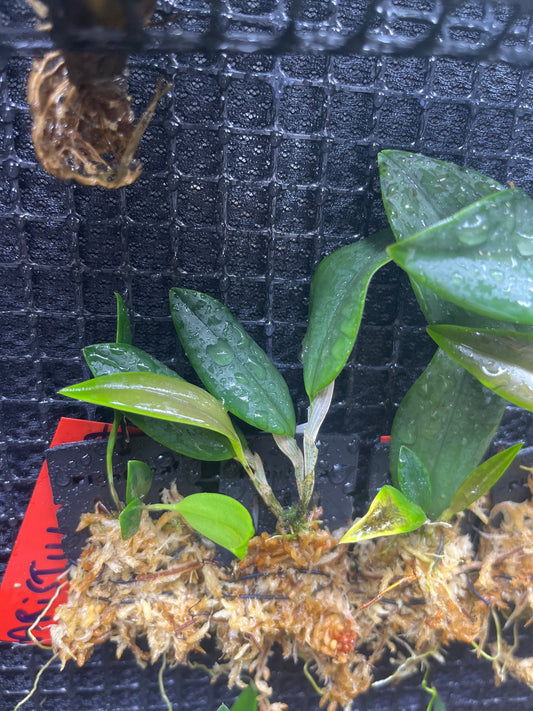 Restrepia aristulifera