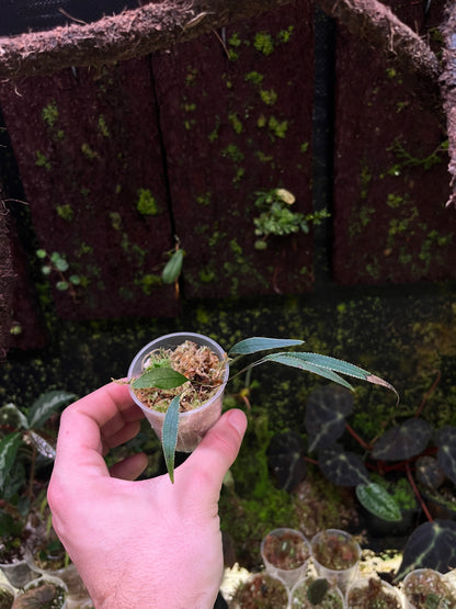 Fougère sp 9 ( selliguea albidosquamata )