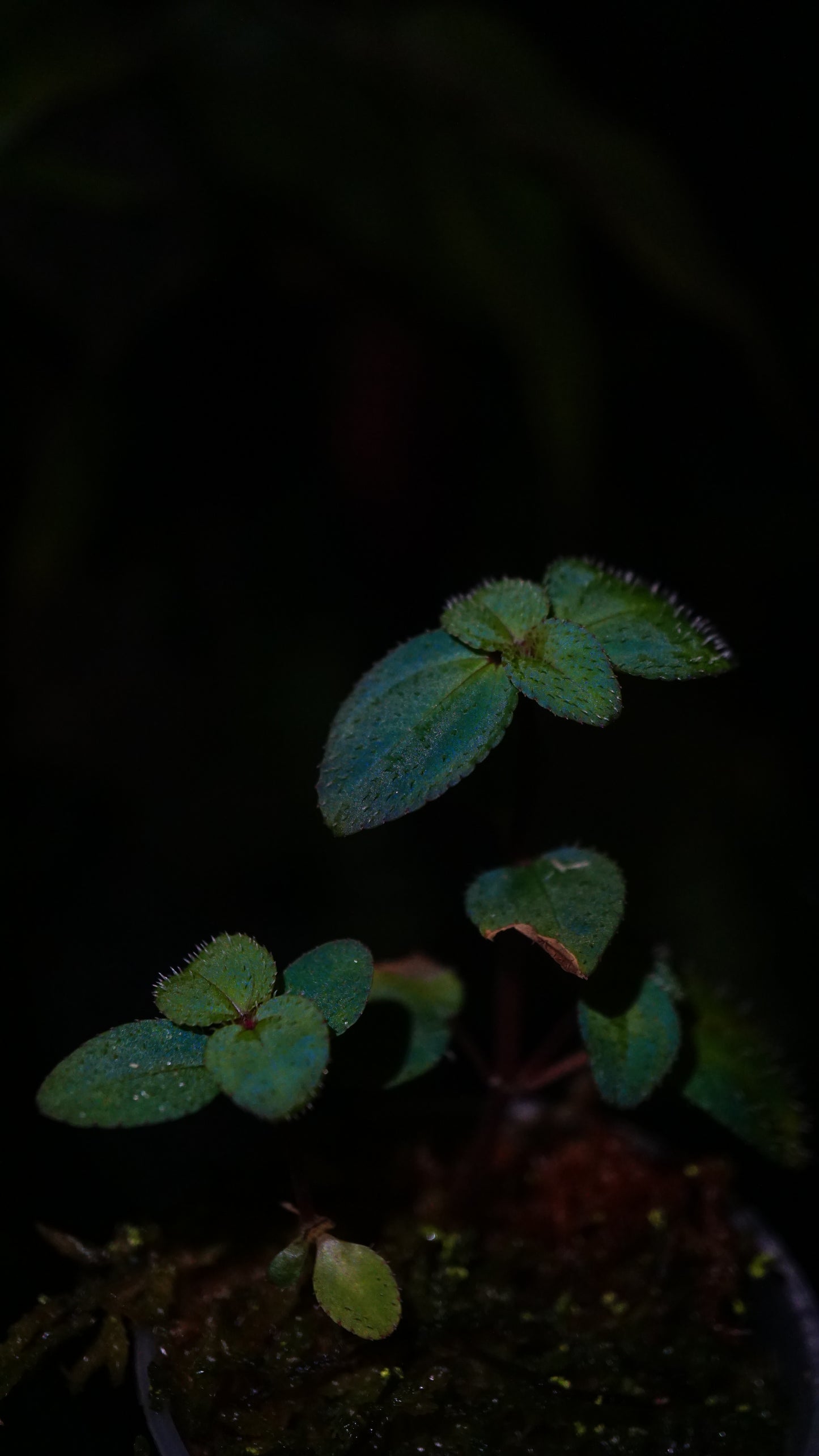 Sarcopyramis parvifolia (cyan form)