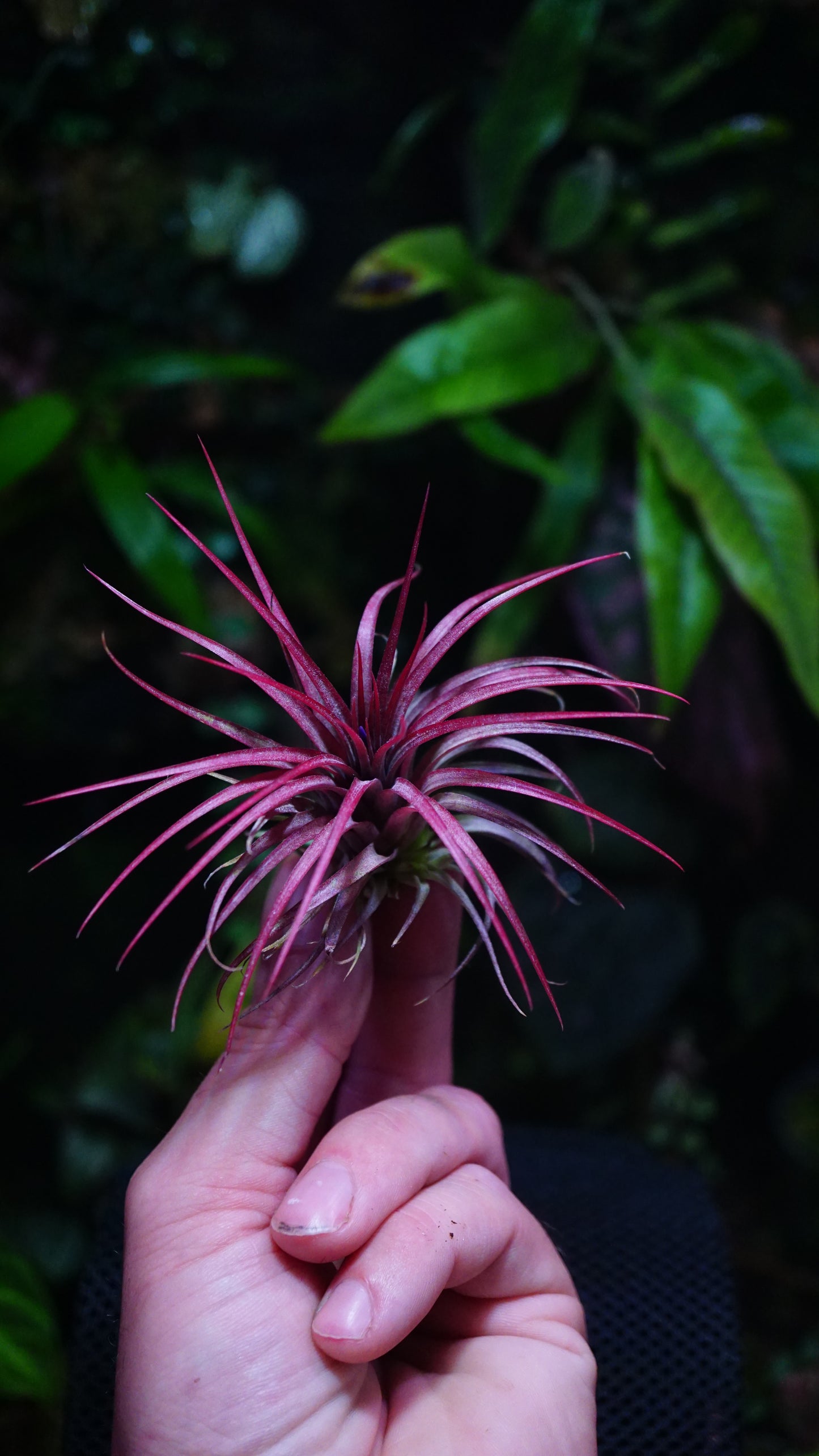 Tillandsia ionantha rainforest red fire