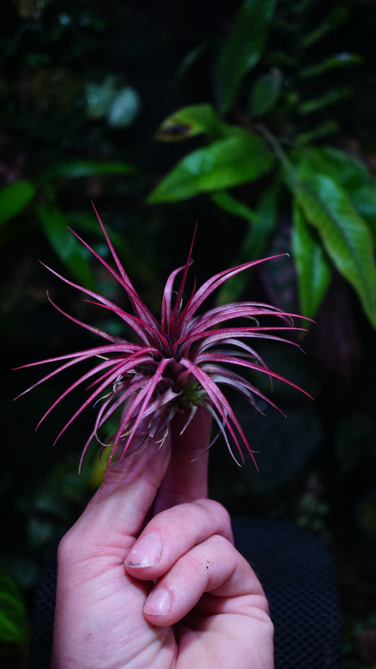 Tillandsia ionantha rainforest red fire