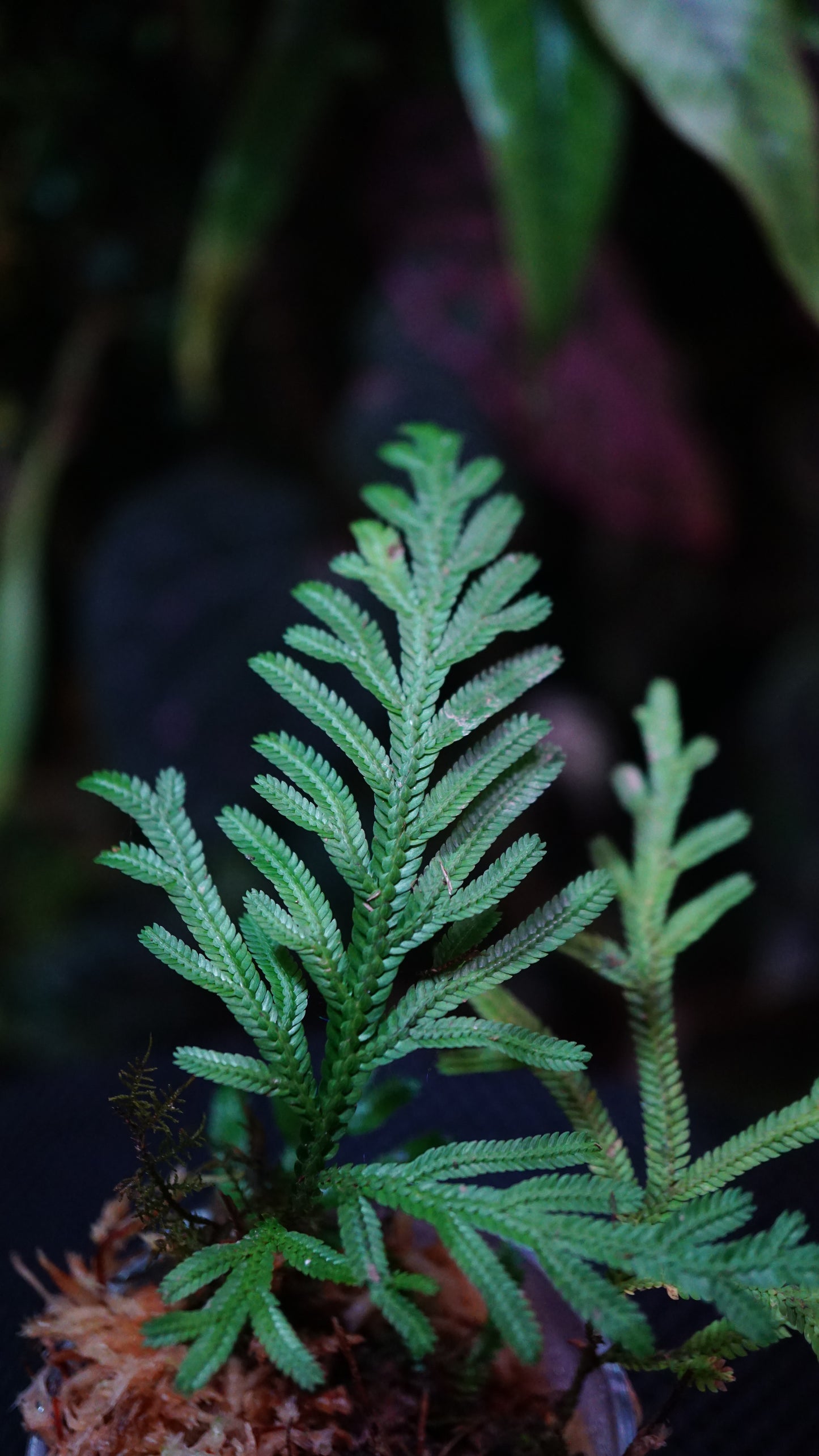Selaginella sp ( Guadeloupe )