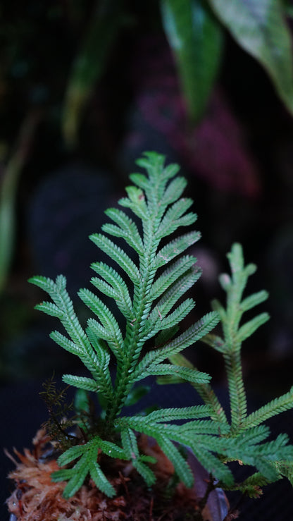 Selaginella sp ( Guadeloupe )
