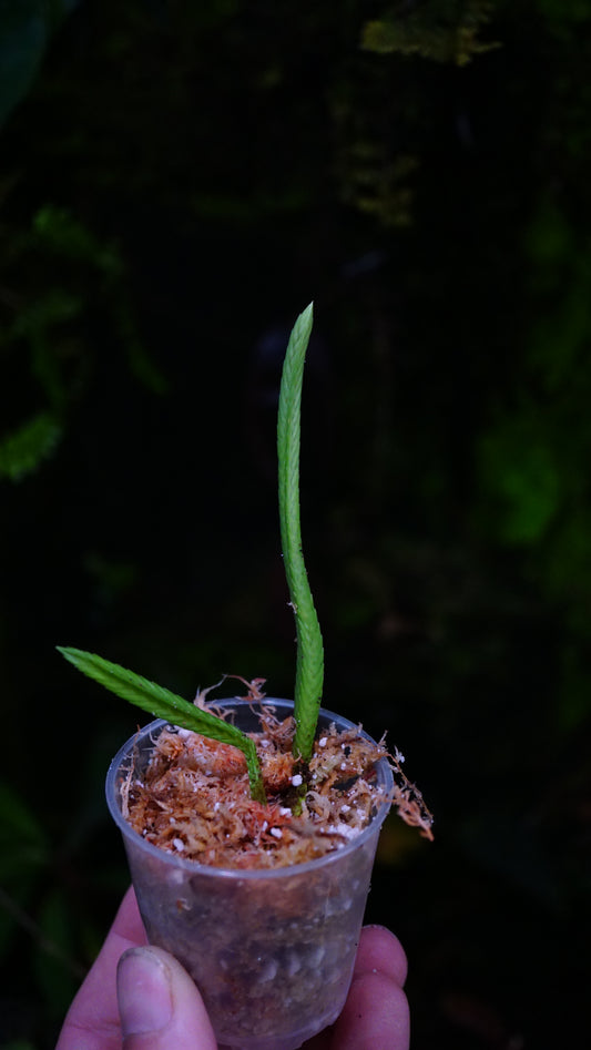 Huperzia tetrasticha