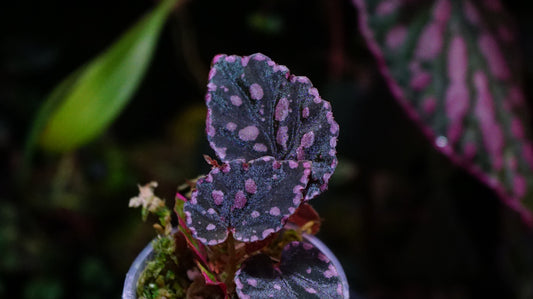 Bégonia chlorosticta X negroensis