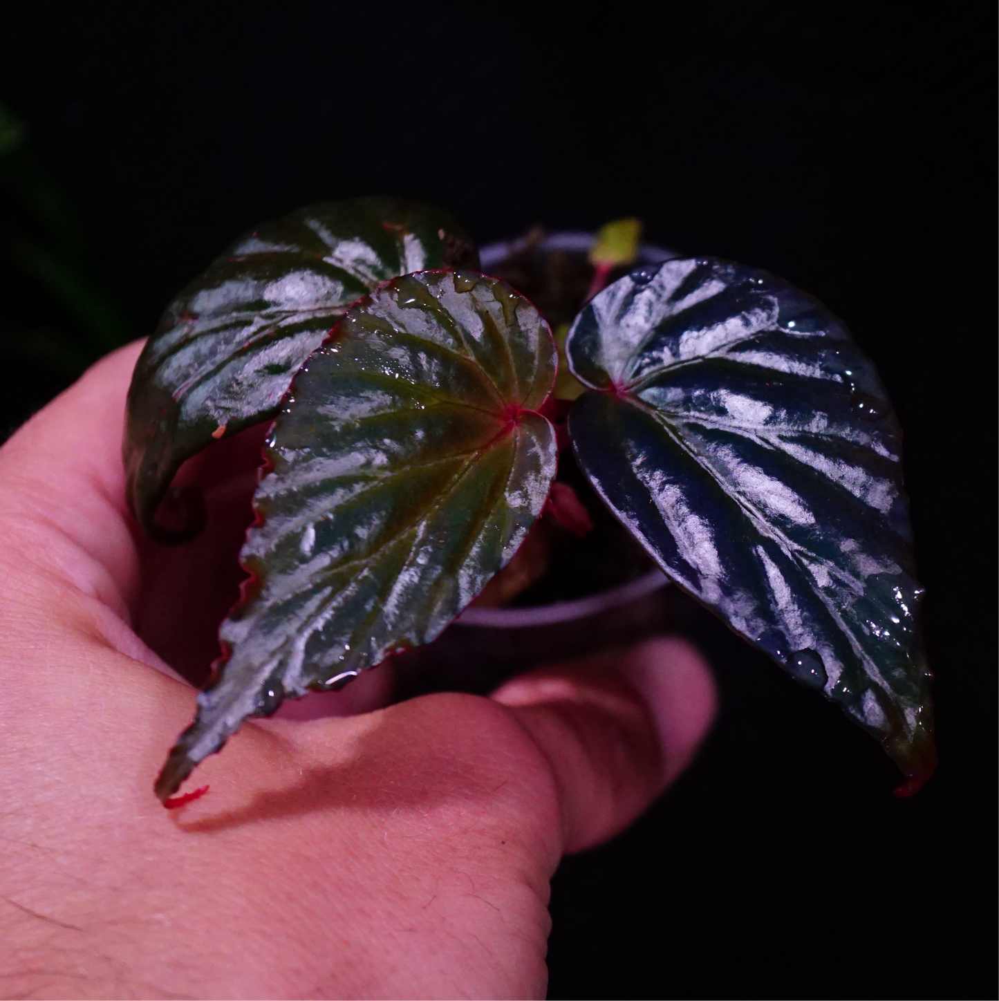 Begonia kapuashulensis (temuyuk blue)