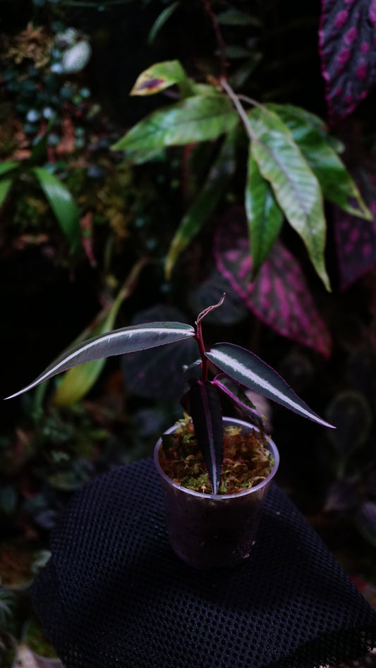 Emblemantha ( labisia petite feuille )