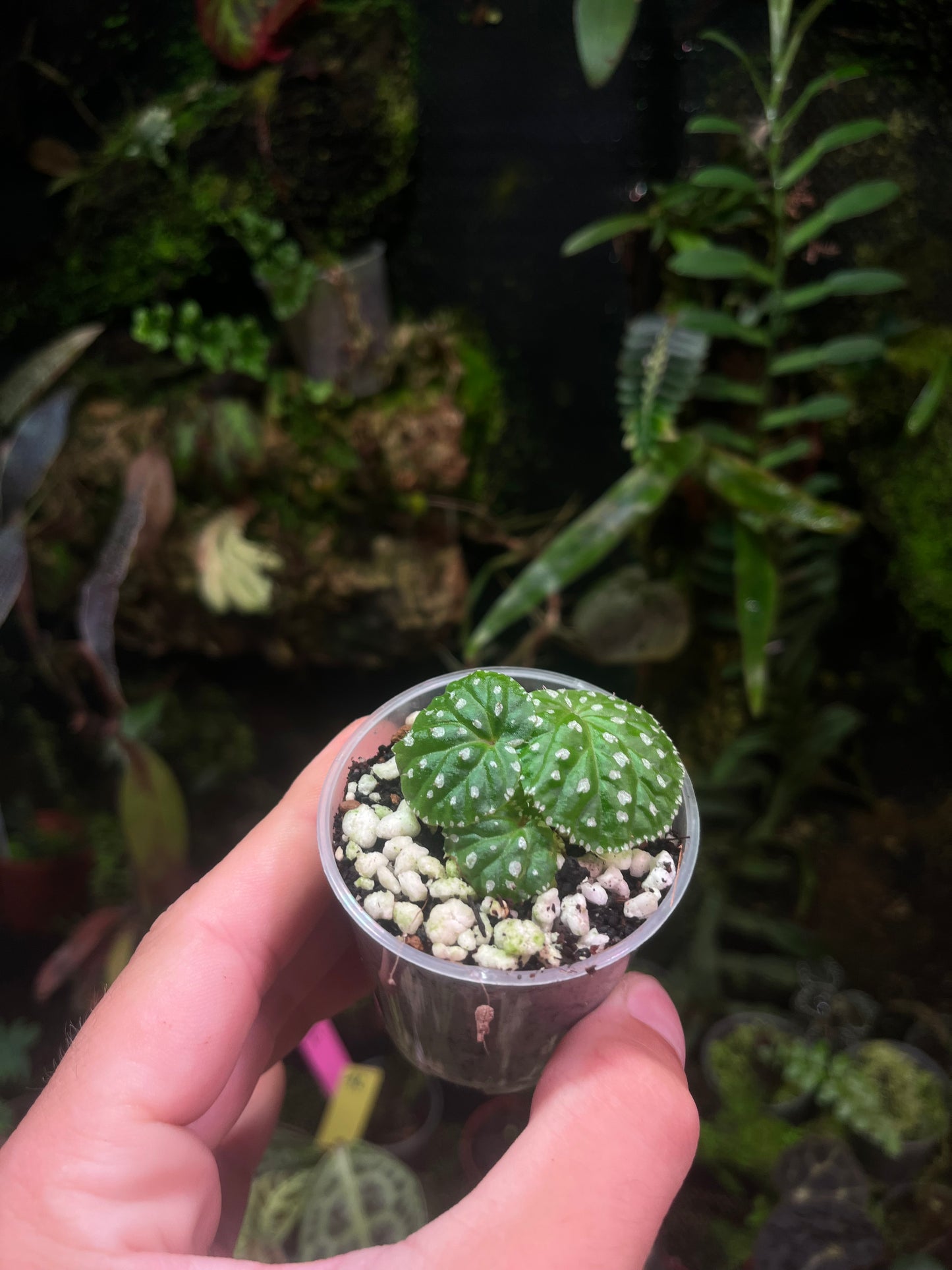 Bégonia ocellata