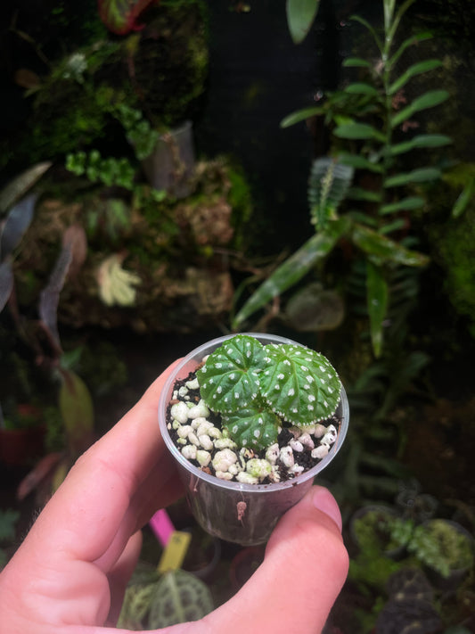 Bégonia ocellata