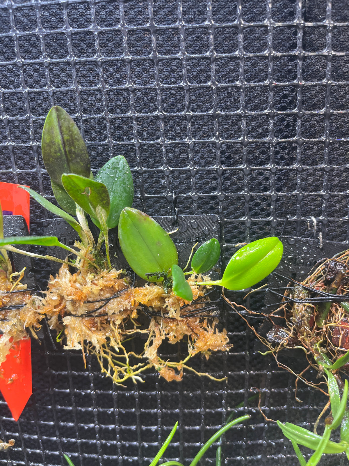 Restrepia dodsonii