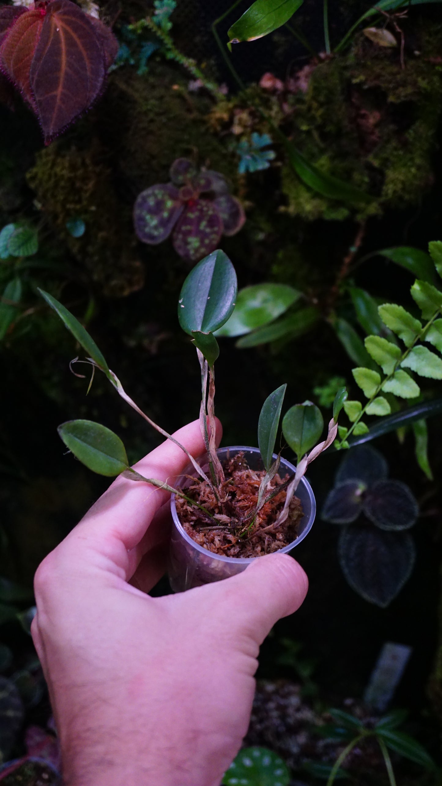 Restrepia trichoglossa