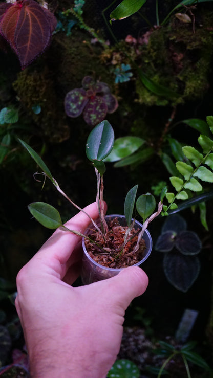 Restrepia trichoglossa